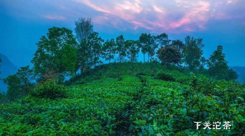 一个沱茶的诞生毛茶初制