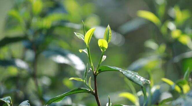 普洱茶价格_普洱茶一般多少钱一斤？不同的茶不同的价