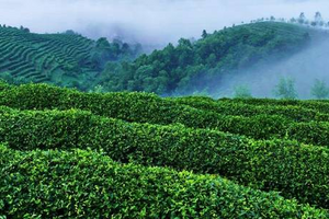 扬子江心水蒙山顶上茶丨蒙顶甘露