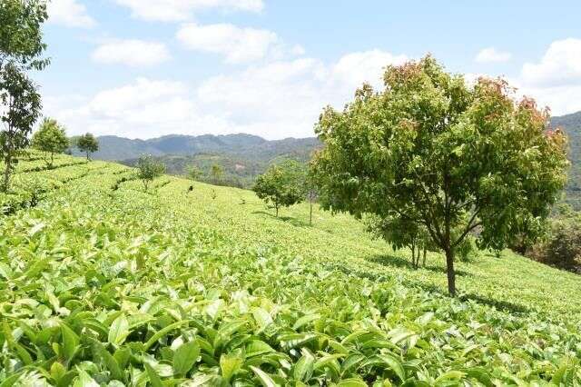 临沧地区普洱茶特点