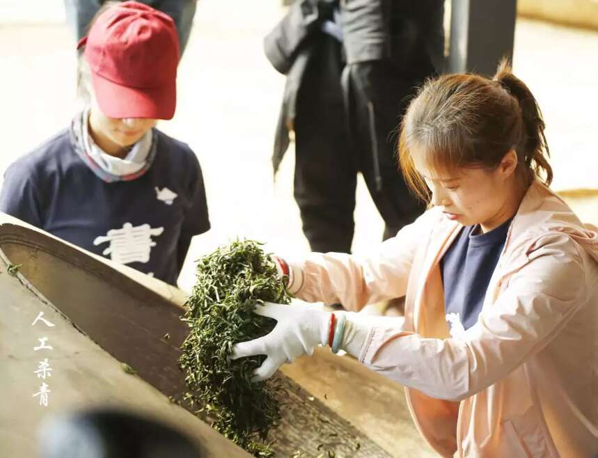 书剑说普洱|炒春茶