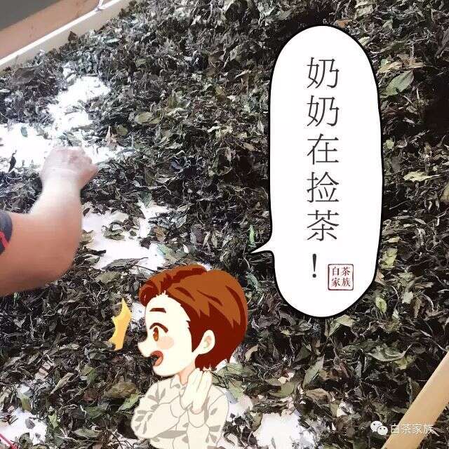 福鼎白茶为什么选在秋冬季压饼？这里有你不知道的秘密