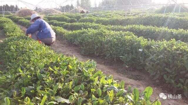 茶是这样制成的茶叶的制作流程