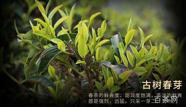 普洱茶是什么茶叶_怎么挑选正宗普洱茶?