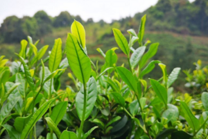 茶梢蛾在山区茶园的危害特点及防治