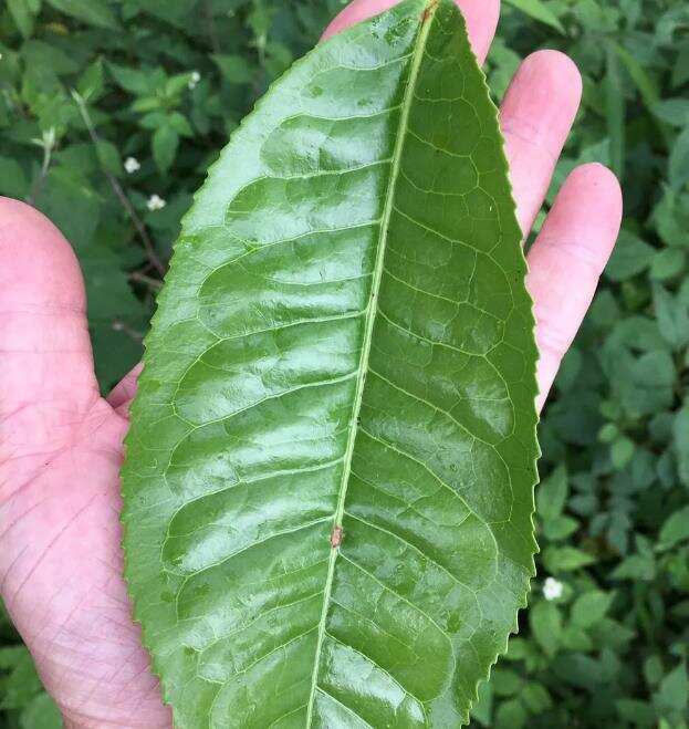 什么才是真正的普洱茶？