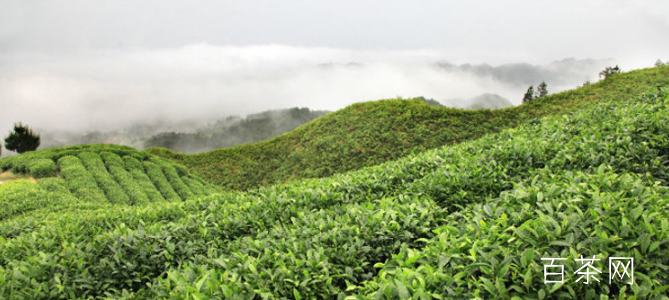 贵州贵定云雾茶是什么茶_最新贵定云雾茶价格多少钱？