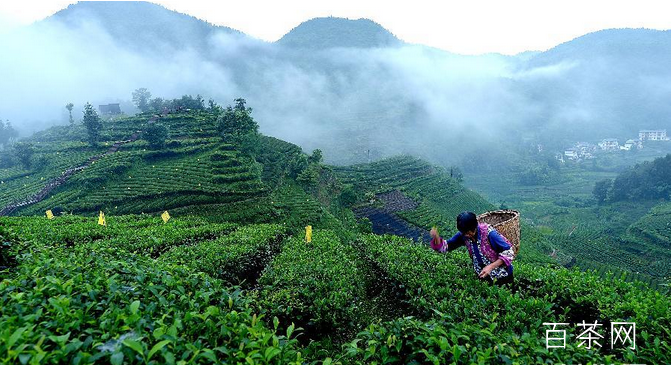 贵州贵定云雾茶是什么茶_最新贵定云雾茶价格多少钱？