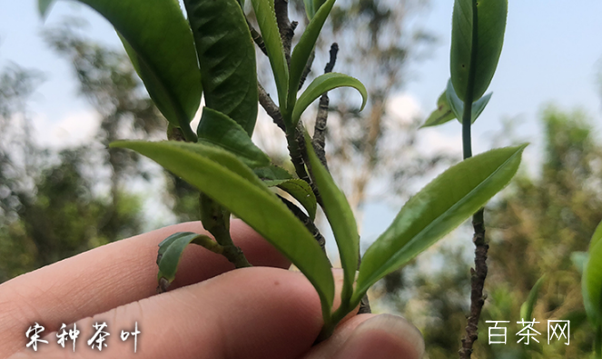 凤凰单丛（枞）茶之黄枝花香型