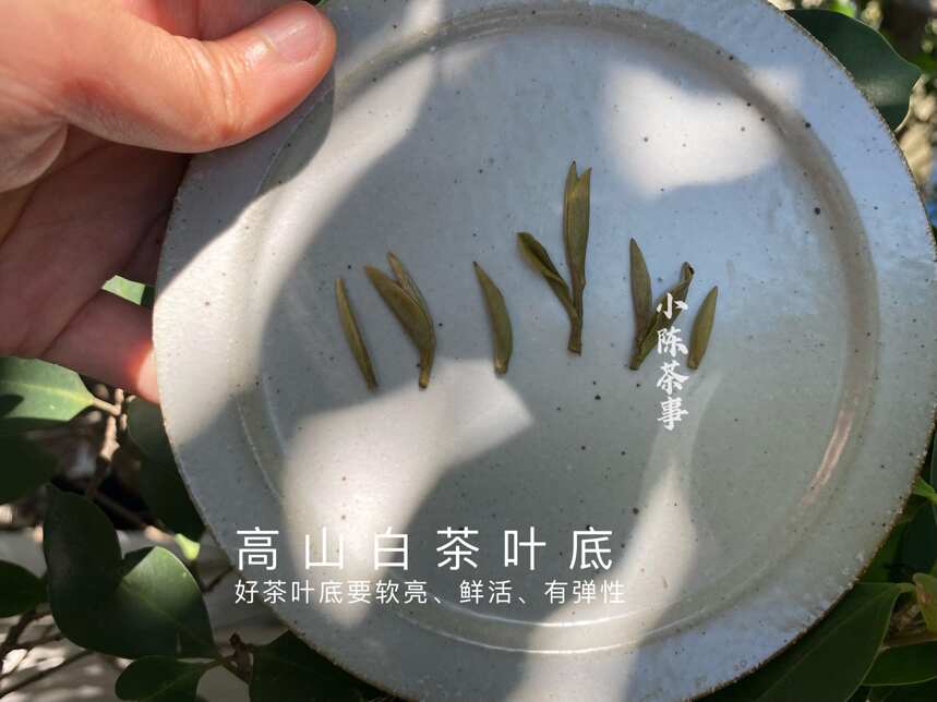 6点教你认清白茶、红茶、普洱茶的叶底秘密，选对茶，喝好茶