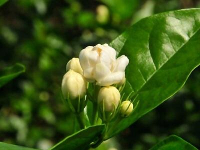 好茉莉茶多少钱一斤？茉莉花茶价格