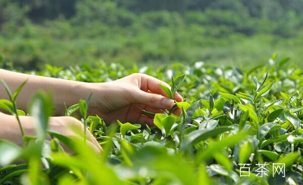 普陀佛茶制作工艺与流程图