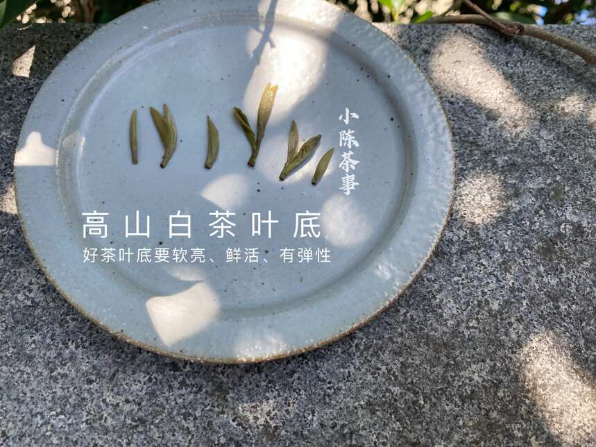 6点教你认清白茶、红茶、普洱茶的叶底秘密，选对茶，喝好茶