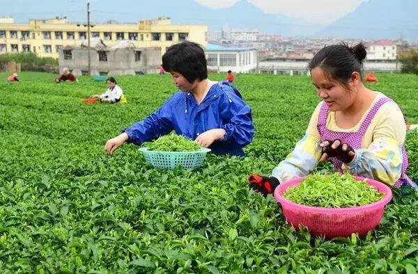 广西名茶之开山白毛茶