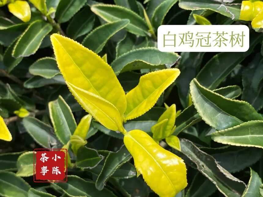 武夷岩茶的第一冲茶汤，为什么不是很清透？4个角度带你拨开谜团