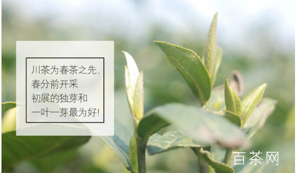 蒙顶甘露制茶工艺