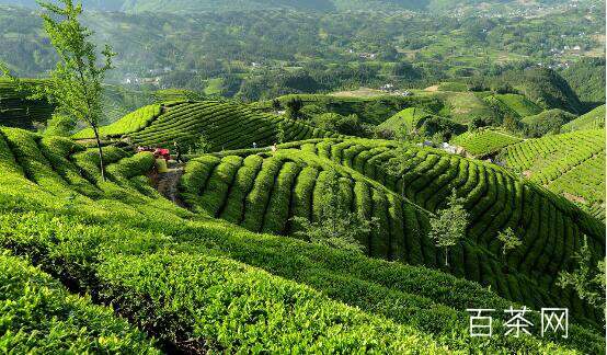 什么是仙人掌茶？仙人掌茶介绍