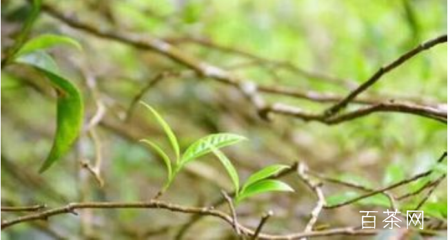 凤凰单丛茶中的极品---乌岽老仙翁