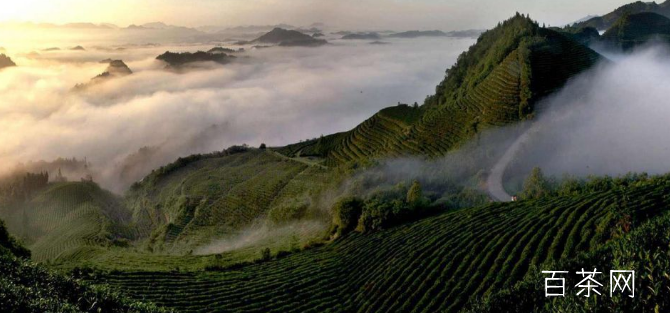 贵州贵定云雾茶是什么茶_最新贵定云雾茶价格多少钱？