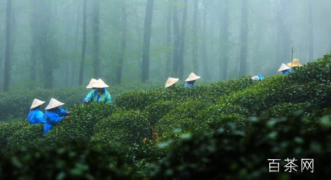 贵州贵定云雾茶是什么茶_最新贵定云雾茶价格多少钱？