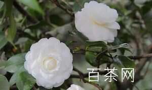 什么是白茶花？白茶花介绍