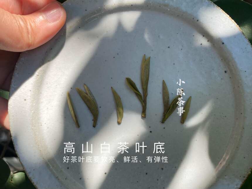 6点教你认清白茶、红茶、普洱茶的叶底秘密，选对茶，喝好茶