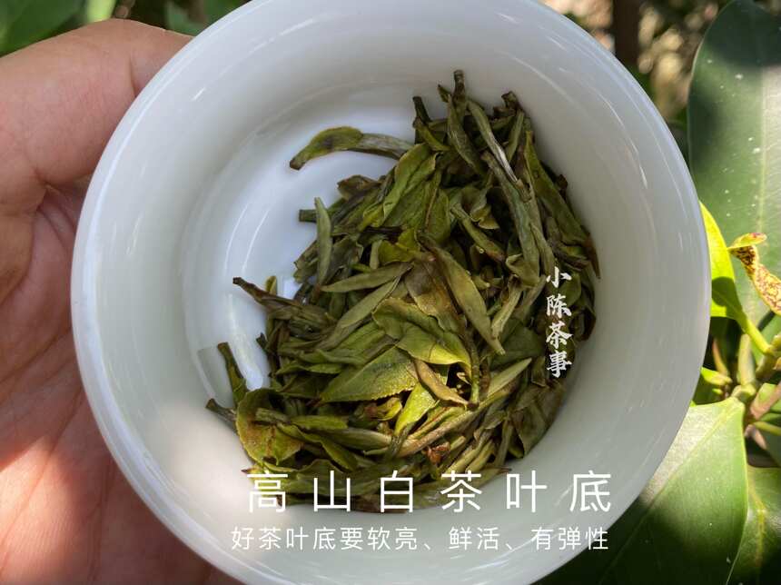 6点教你认清白茶、红茶、普洱茶的叶底秘密，选对茶，喝好茶