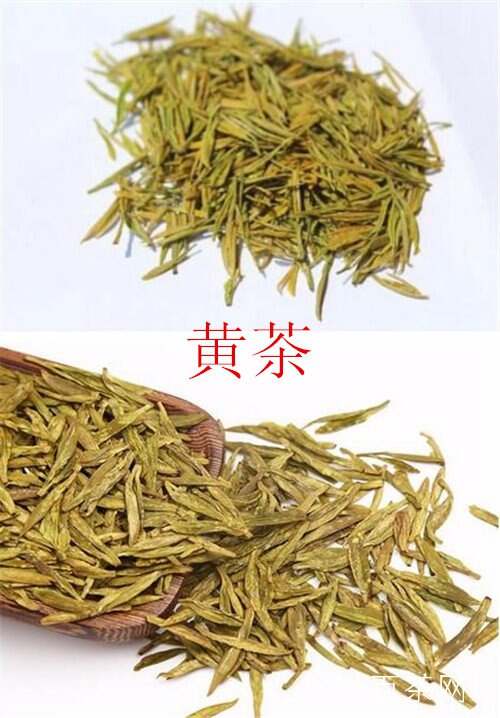 白茶与黄茶两者间有什么区别