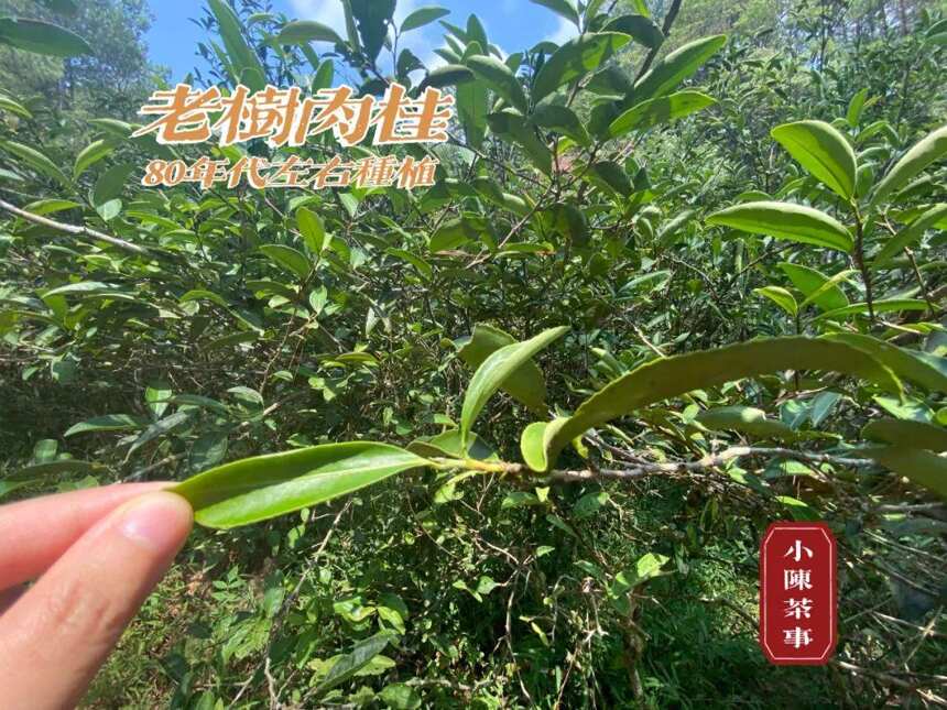 单株、嫩采、老树、陈茶，4大肉桂岩茶热门话题，一次性说清楚