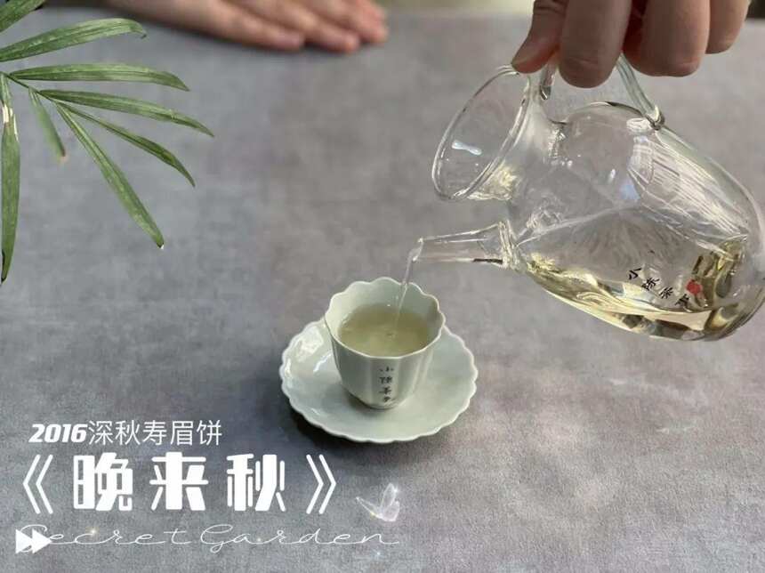 如何判断自己适不适合喝老白茶？给你3个标准，进来自测看看吧