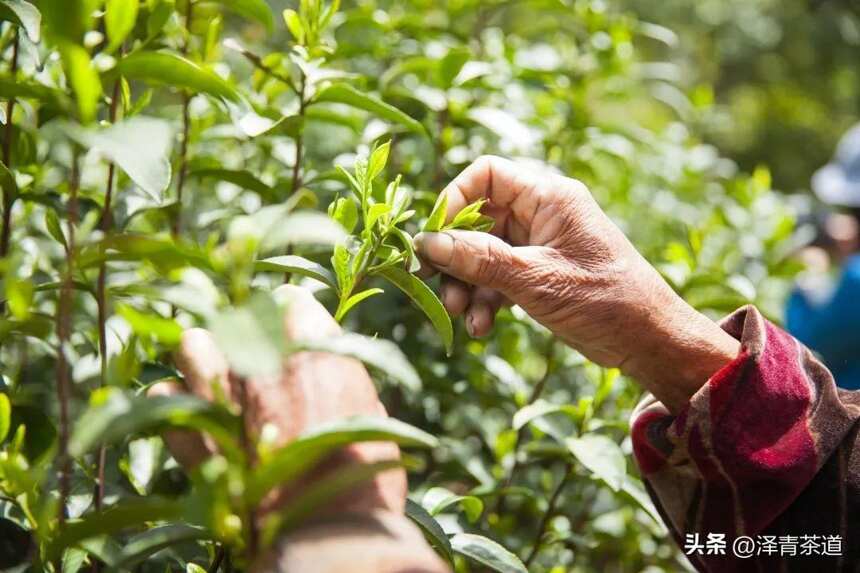 中国十大名茶，最全泡法