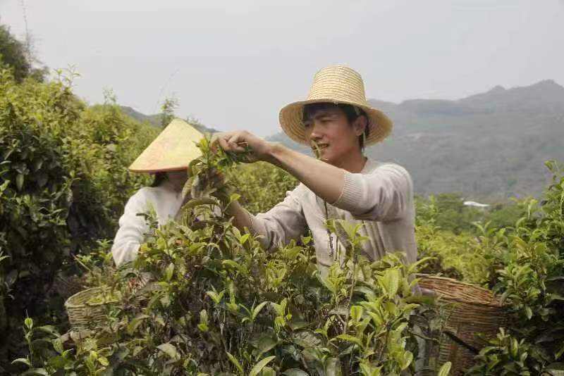 2022年中国临沧凤庆红茶节暨茶马文化推广周拉开帷幕