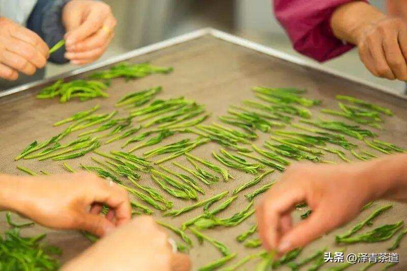 中国十大名茶，最全泡法