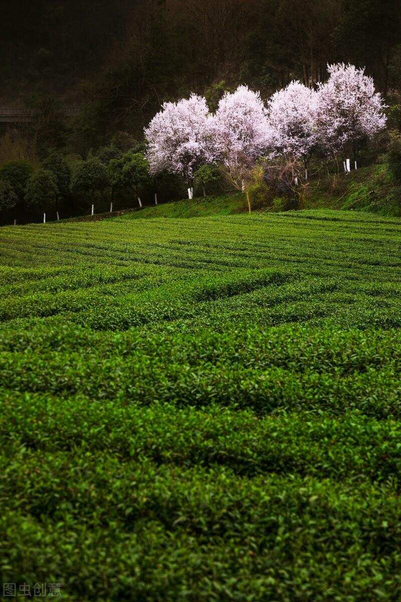 绿茶联赛 ▏毛尖西游记？汉中仙毫茶与都匀毛尖对冲评测