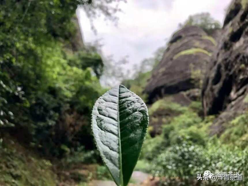 中国十大名茶，最全泡法