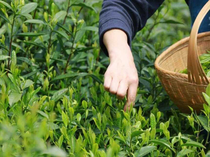 浙江10大顶尖名茶，你知道几种？