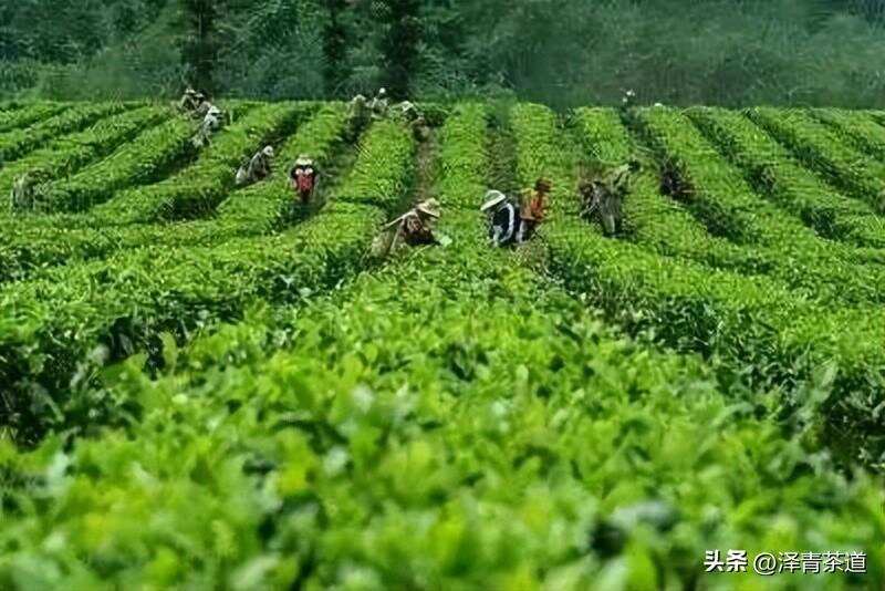 中国十大名茶，最全泡法