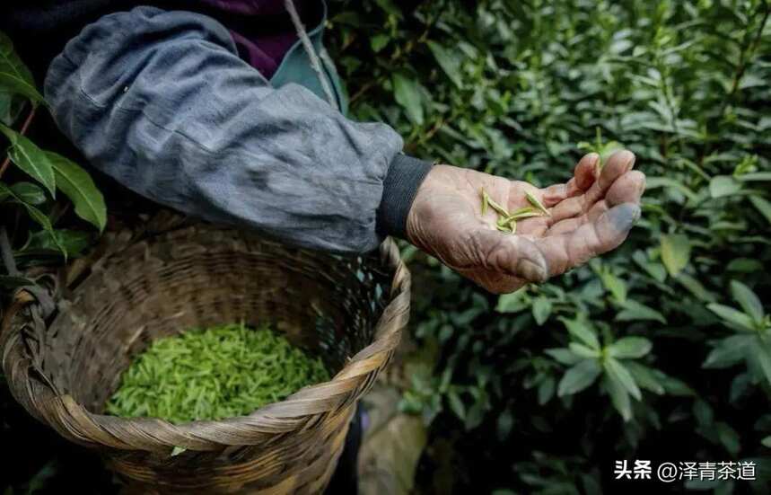 中国十大名茶，最全泡法