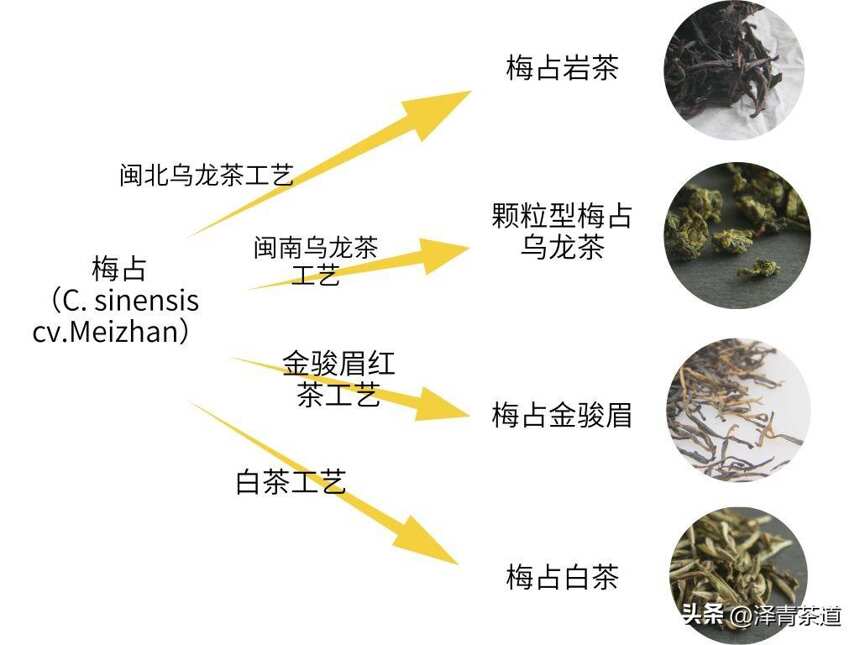 六大茶类详解及冲泡指南