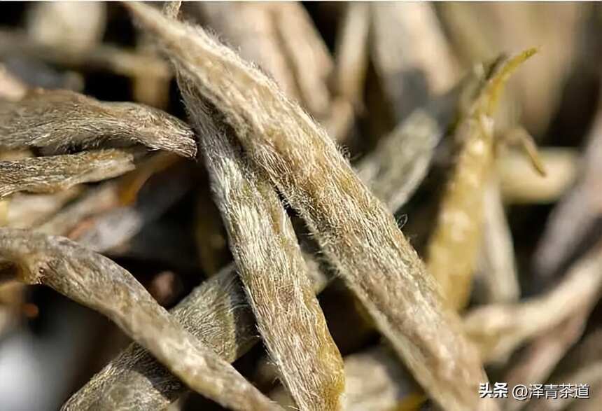 中国十大名茶，最全泡法