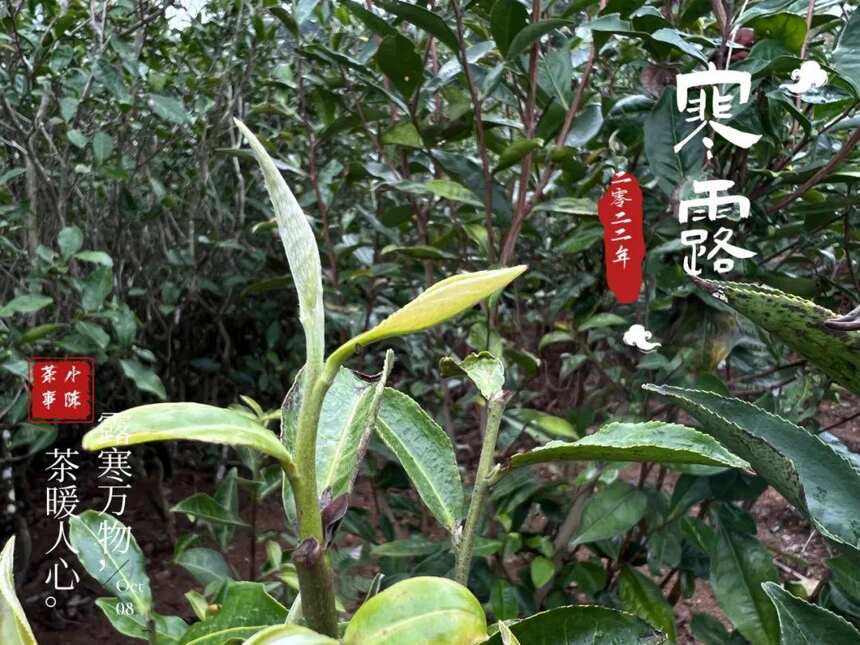 2022寒露茶，大旱之年的最后存量，从深秋的薄雾中缓缓而来