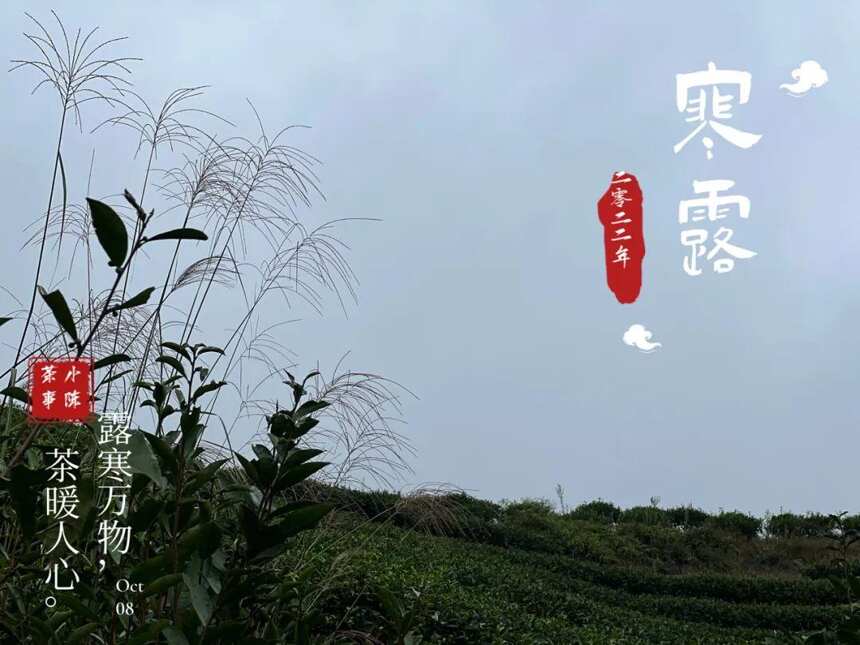 2022寒露茶，大旱之年的最后存量，从深秋的薄雾中缓缓而来