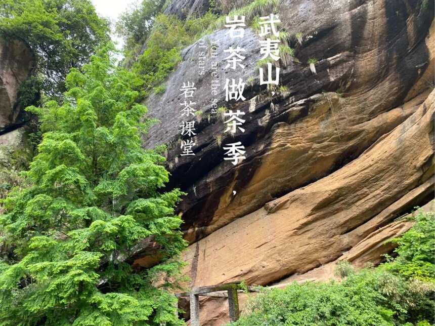 新手第一次喝岩茶，该选水仙好，还是肉桂好呢？先听麻花为你细说