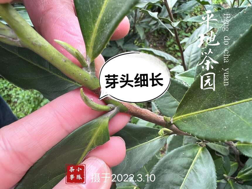 4个角度拨开白茶、红茶、普洱茶、岩茶的层层迷雾，对买茶很有用