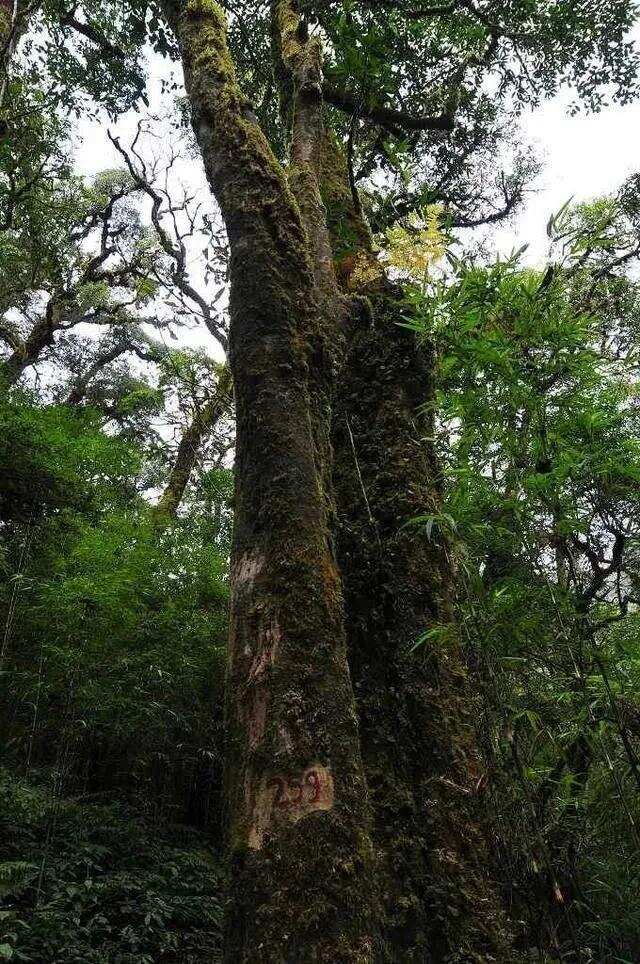 普洱茶六十军规（十）