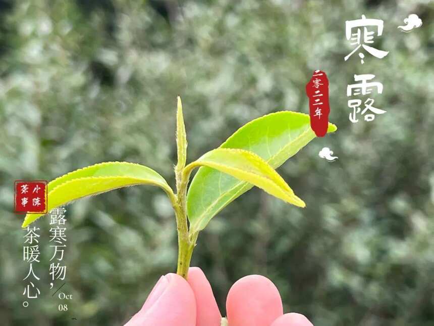 2022寒露茶，大旱之年的最后存量，从深秋的薄雾中缓缓而来