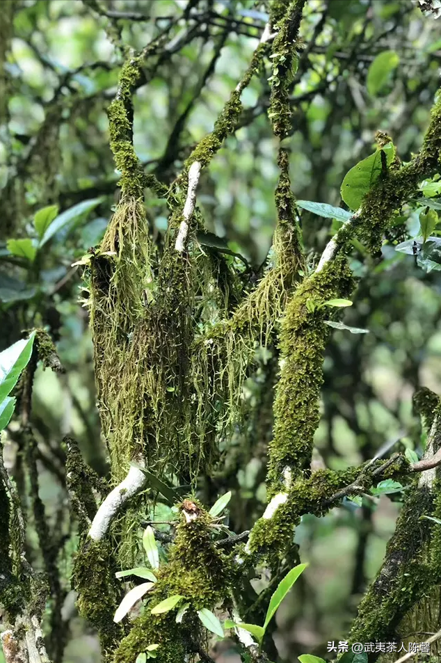 细数武夷山著名的十大山场和品种你知多少？（3）