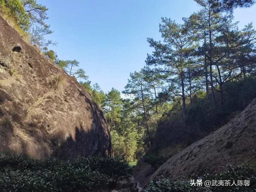 细数武夷山著名的十大山场和品种你知多少？（3）