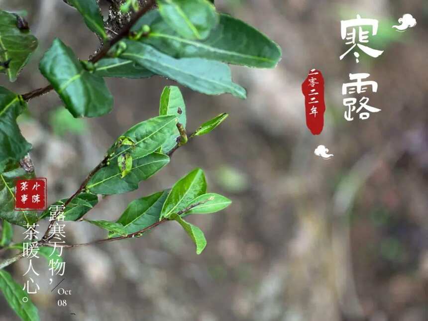 2022寒露茶，大旱之年的最后存量，从深秋的薄雾中缓缓而来