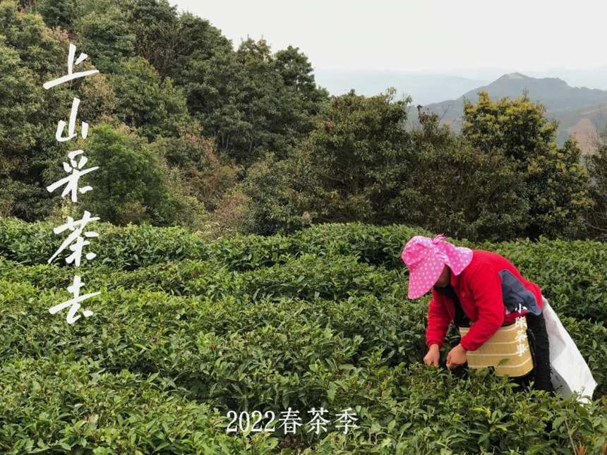 白茶毫香，红茶松烟香，岩茶桂皮香，茶叶的香气究竟是怎么来的？